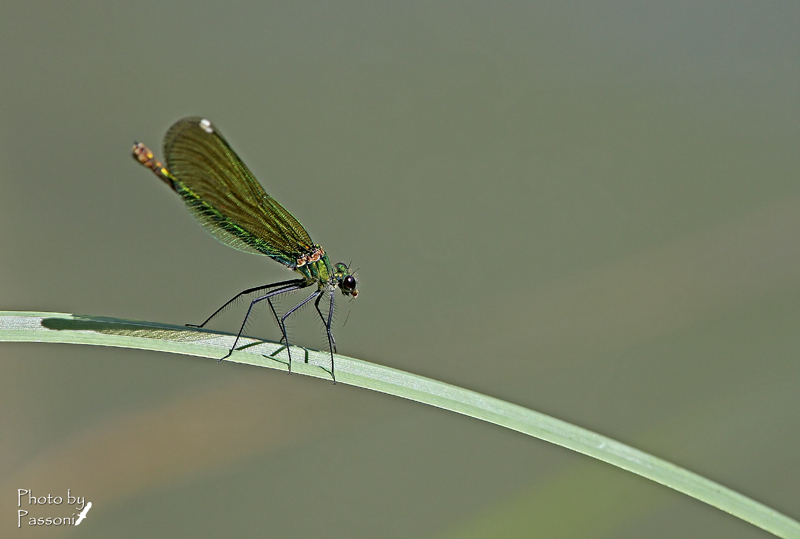 Calopteryx splendens!